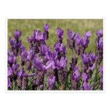 Lavender Meadow Flowers Post Cards