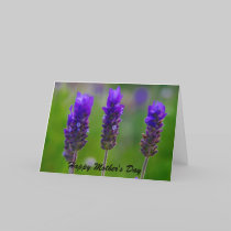 lavender mother's day cards by cardart lavender mother's day cards