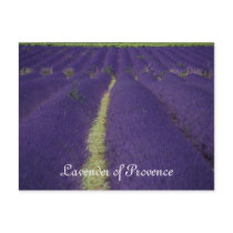 Lavendel der Provence postkarten