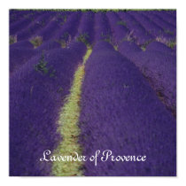 Lavender of Provence posters by mag26s Lavender of Provence posters