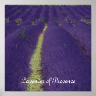 Lavender of Provence print