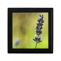 Lavender on the Green Gift Box Design