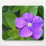 Lavender Phlox Flower mousepads