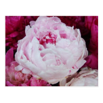 Lavender Pink Peony with Fuschia Peonies postcards