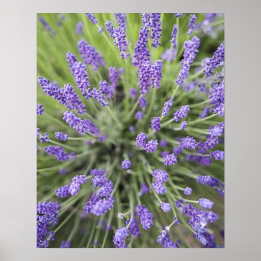 Lavender plants poster | Zazzle