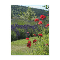 Lavender & Poppies Postcards