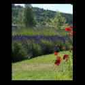 Lavender & Poppies posters