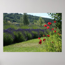 Lavender & Poppies Poster