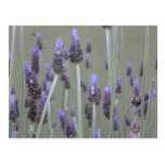 Lavender postcards