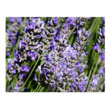 Lavender Post Cards