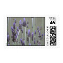 Lavender postage by DonnaGrayson_Photos Lavender postage