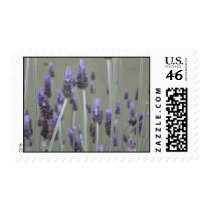 Lavender postage by DonnaGrayson_Photos Lavender postage