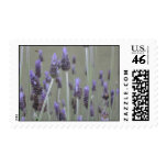 Lavender Stamp