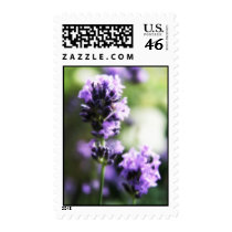 Lavender Postage stamps