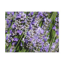 Lavender Post Cards