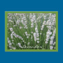 Lavender Postcard