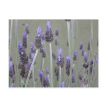Lavender postcards by DonnaGrayson_Photos Lavender postcards