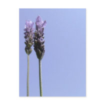 Lavender Postcard