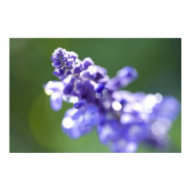 Lavender posters by mlane53 Lavender posters