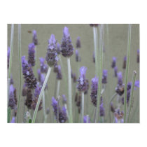 Lavender posters by DonnaGrayson_Photos Lavender posters