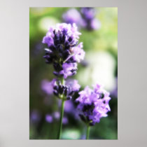 Lavender Print posters