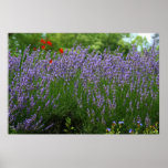 Lavender & Red Posters