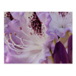 Lavender Rhododendron Bloom Postcards