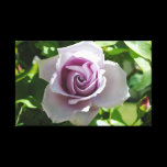 Lavender Rose canvas prints