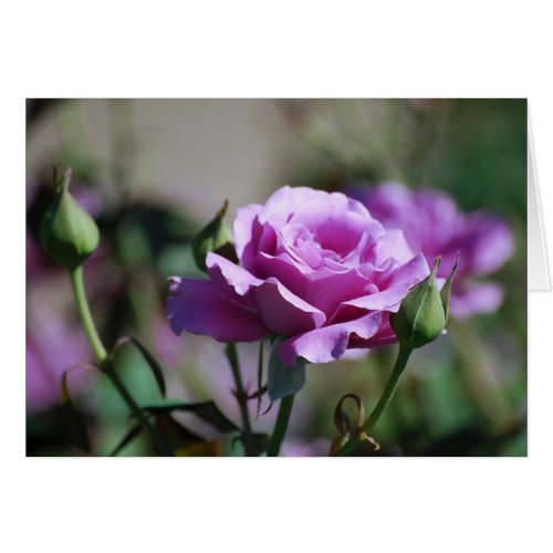 Lavender Rose Card card