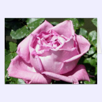 Lavender Rose cards