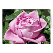 Lavender Rose cards by charlesblack7 Lavender Rose cards