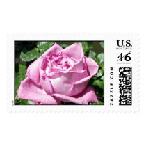 Lavender Rose postage by charlesblack7 Lavender Rose postage