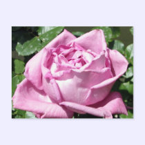 Lavender Rose postcards