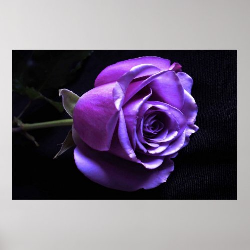 lavender rose print