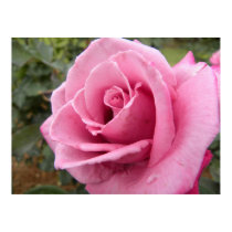 Lavender Rose posters
