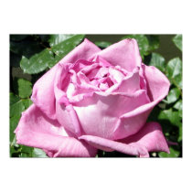 Lavender Rose posters by charlesblack7 Lavender Rose posters