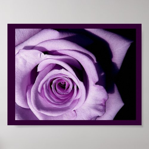 Lavender Rose print