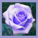 Lavender Rose Poster posters