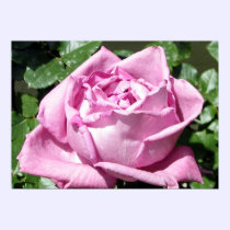 Lavender Rose posters