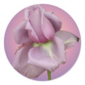 Lavender rose sticker by Lesleysloft Lavender rose sticker
