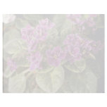 Lavender Saintpaulia 'Purple Choice' (African Viol Letterhead