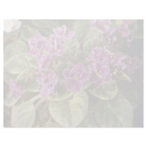 Lavender Saintpaulia 'Purple Choice' (African Viol Letterhead