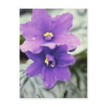 Lavender Saintpaulia 'Tender Love' (African Violet Post Card