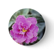 Lavender Saintpualia 'Precious Moments' (African V Buttons