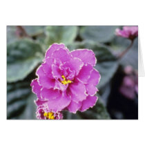 Lavender Saintpualia 'Precious Moments' (African V Greeting Cards