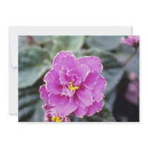 Lavender Saintpualia 'Precious Moments' (African V Invites