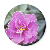 Lavender Saintpualia 'Precious Moments' (African V Refrigerator Magnet
