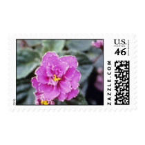 Lavender Saintpualia 'Precious Moments' (African V Stamp
