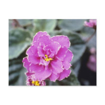 Lavender Saintpualia 'Precious Moments' (African V Postcard