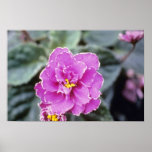 Lavender Saintpualia 'Precious Moments' (African V posters